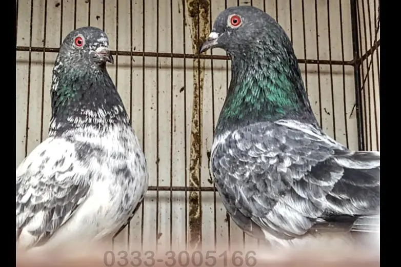 FaqeerGul Surkhay Qasoori and Sherazi Top Quality Pair — photo 8