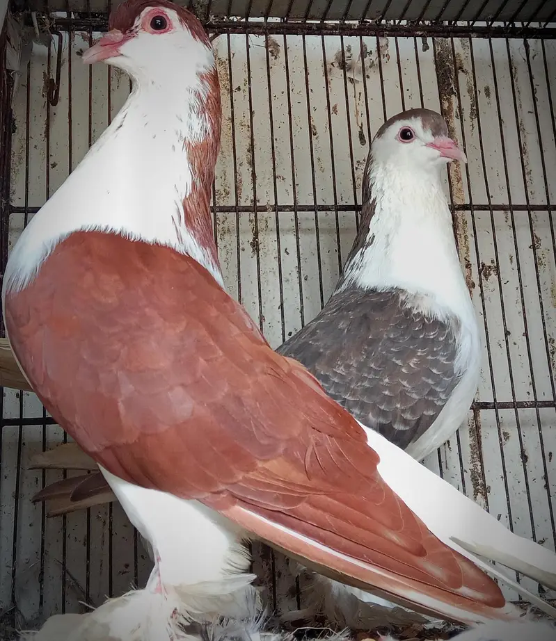 FaqeerGul Surkhay Qasoori and Sherazi Top Quality Pair — photo 10