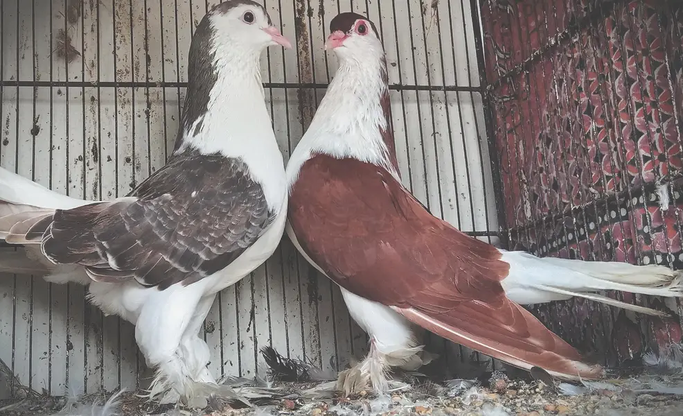 FaqeerGul Surkhay Qasoori and Sherazi Top Quality Pair — photo 12