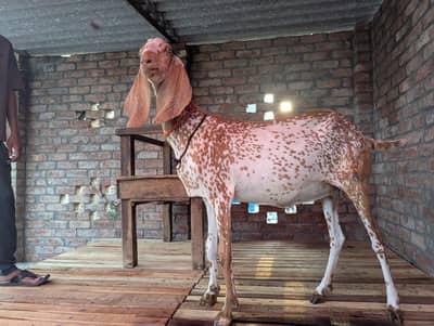 Makki cheeni bakri
