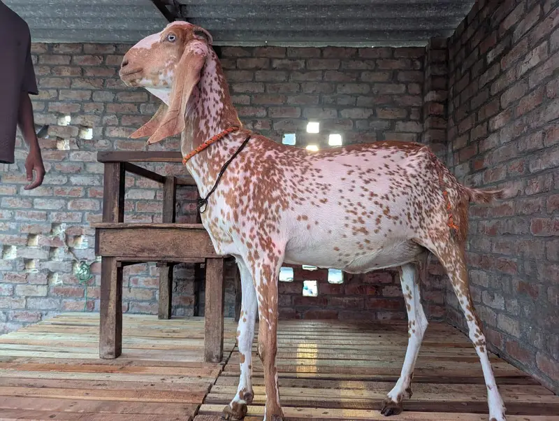 Makki cheeni bakri — photo 2