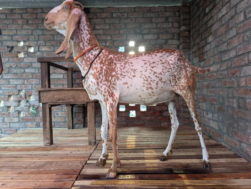 Makki cheeni bakri — photo 3