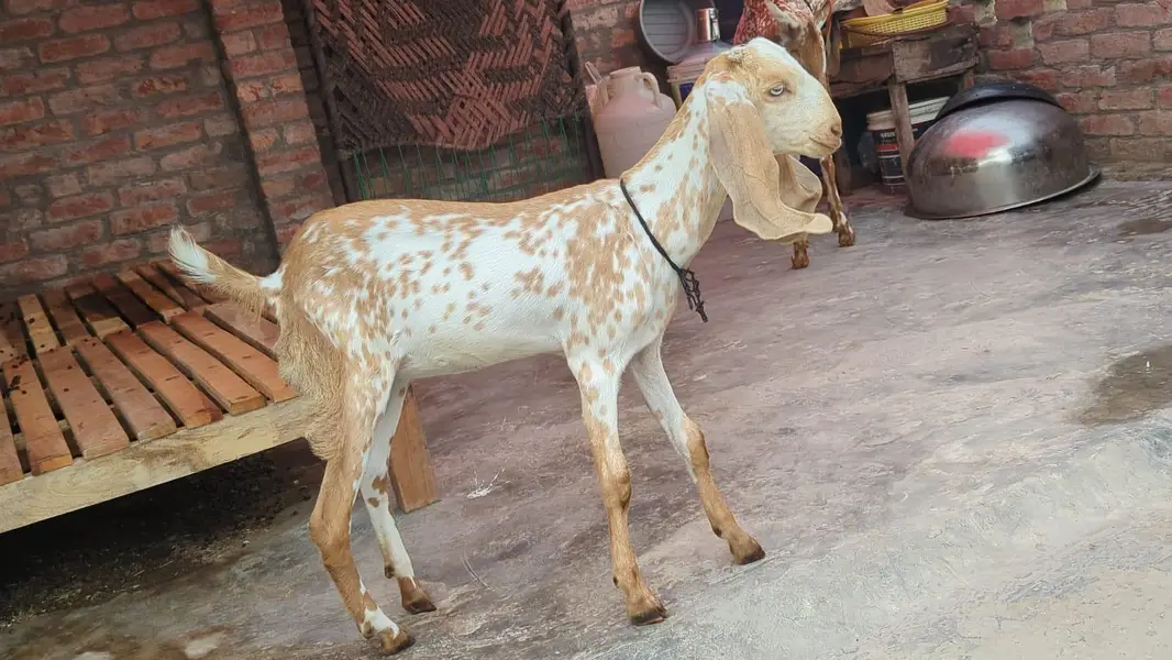 Makki cheeni bakri — photo 4
