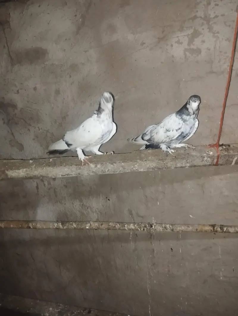 back rollers pigeons 03110144020 — photo 5