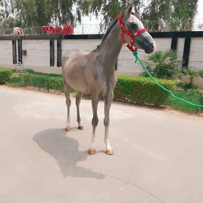 Arabian mail