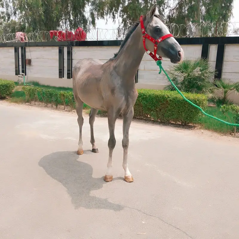 Arabian mail