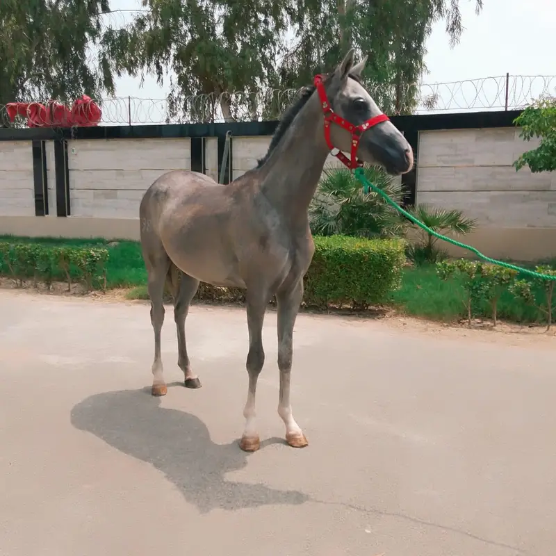 Arabian mail — photo 2
