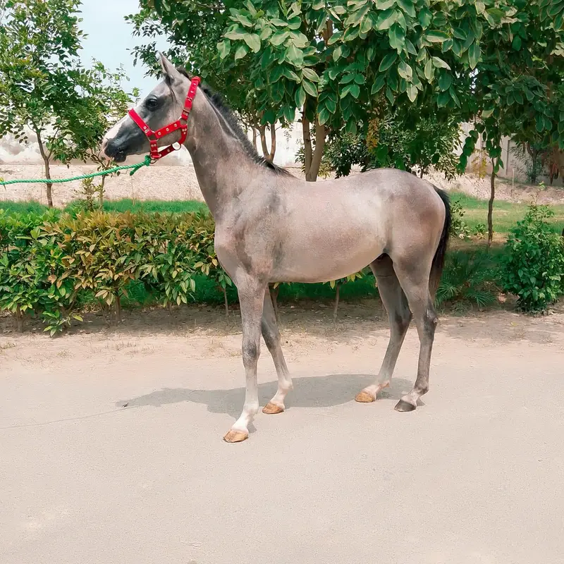 Arabian mail — photo 3