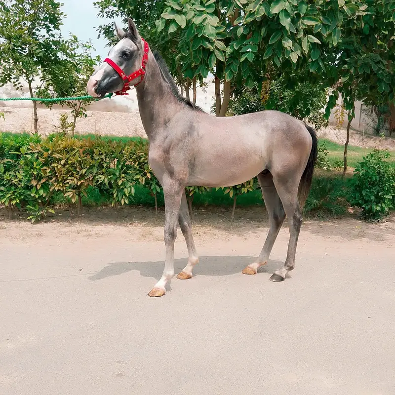 Arabian mail — photo 4