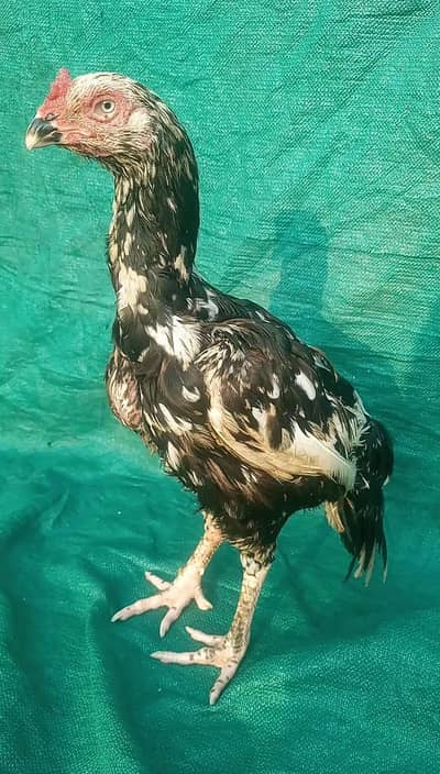 Aseel female high quality old blood line