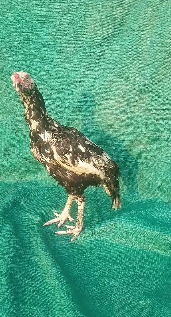 Aseel female high quality old blood line — photo 2