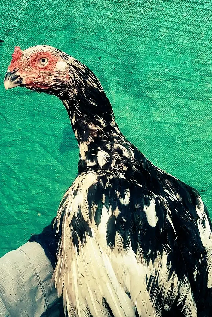Aseel female high quality old blood line — photo 3