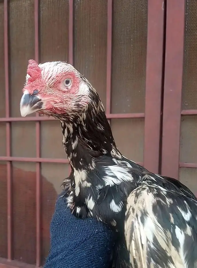 Aseel female high quality old blood line — photo 4
