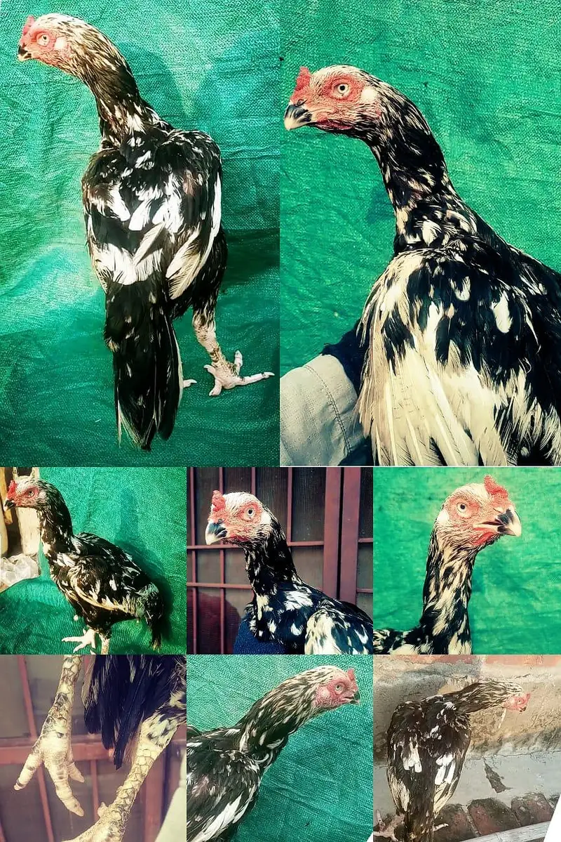 Aseel female high quality old blood line — photo 7