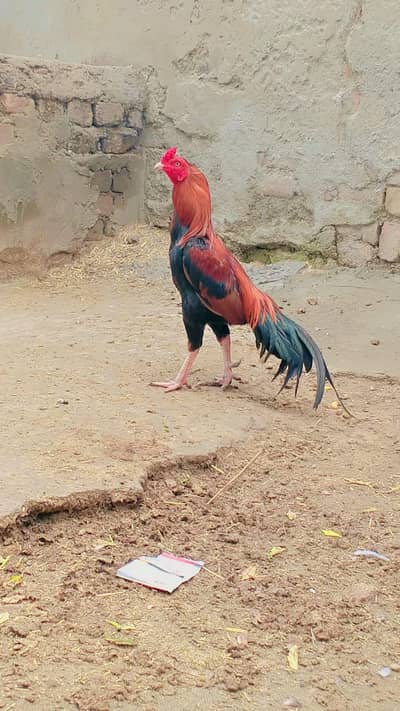 Murga for sale