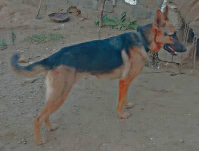 Alsatian
