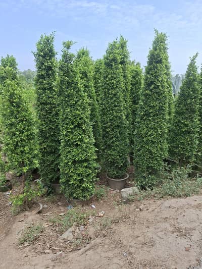 semi miniature cone ficus