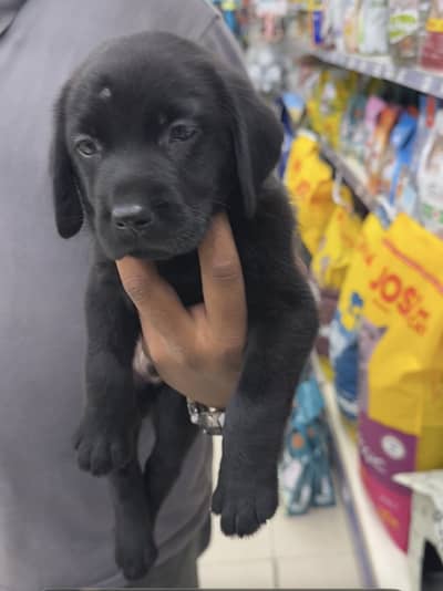 Black labrador pup