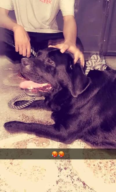 black lab bitch