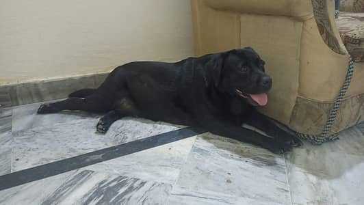 black lab bitch