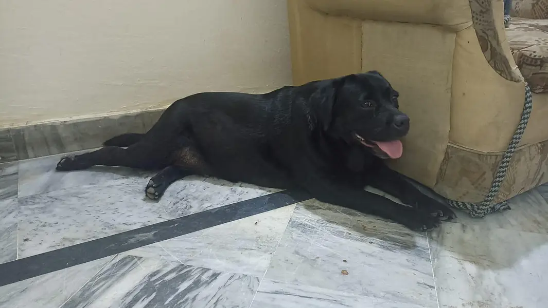 black lab bitch — photo 2
