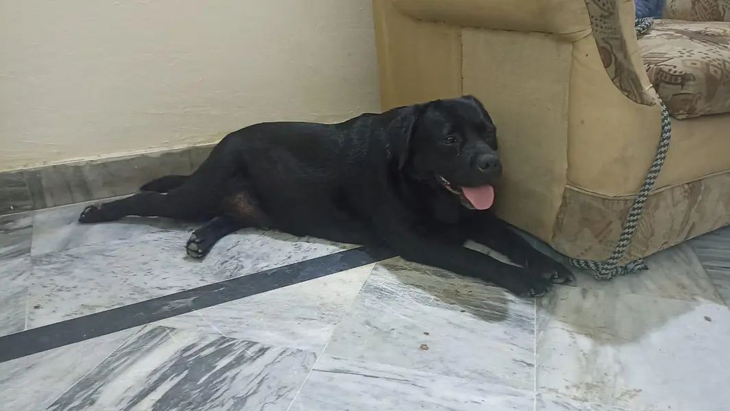 black lab bitch — photo 3