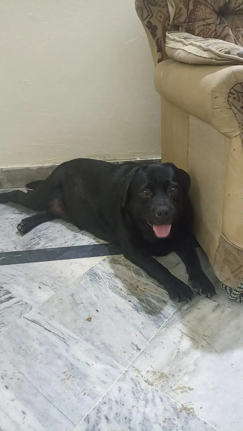 black lab bitch — photo 4
