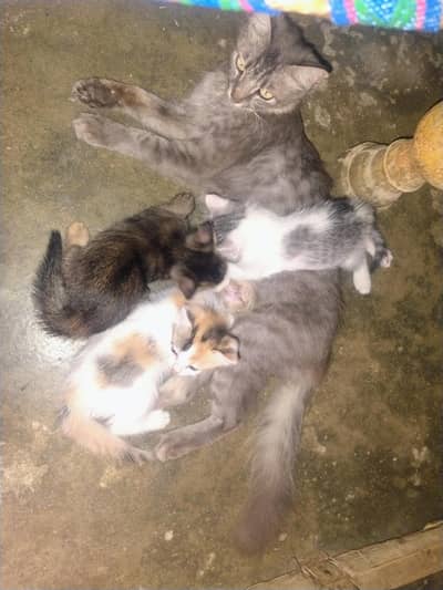 2 kitten and 1 Persian cat . kitten is not Persian
