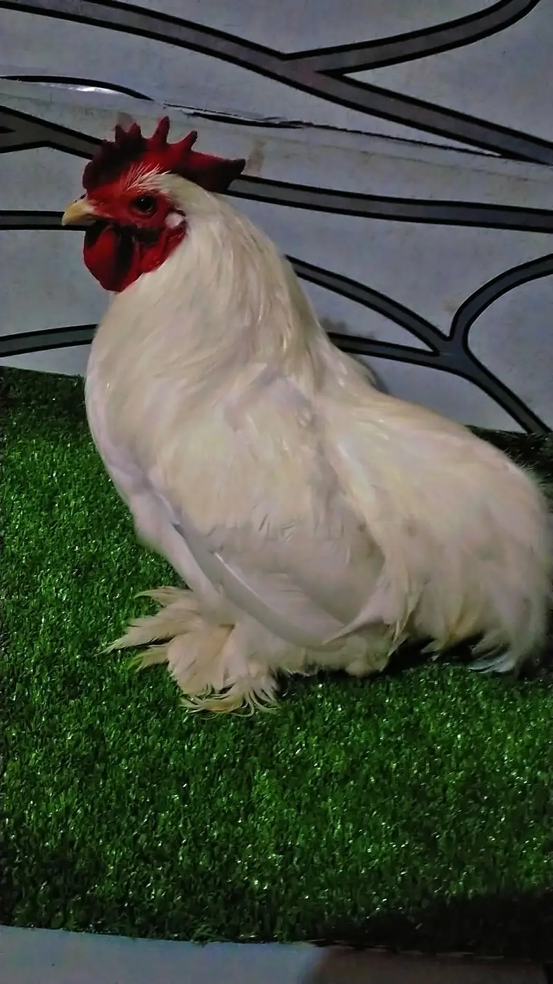 Pure Bantam Male Breeder Bantam — photo 2