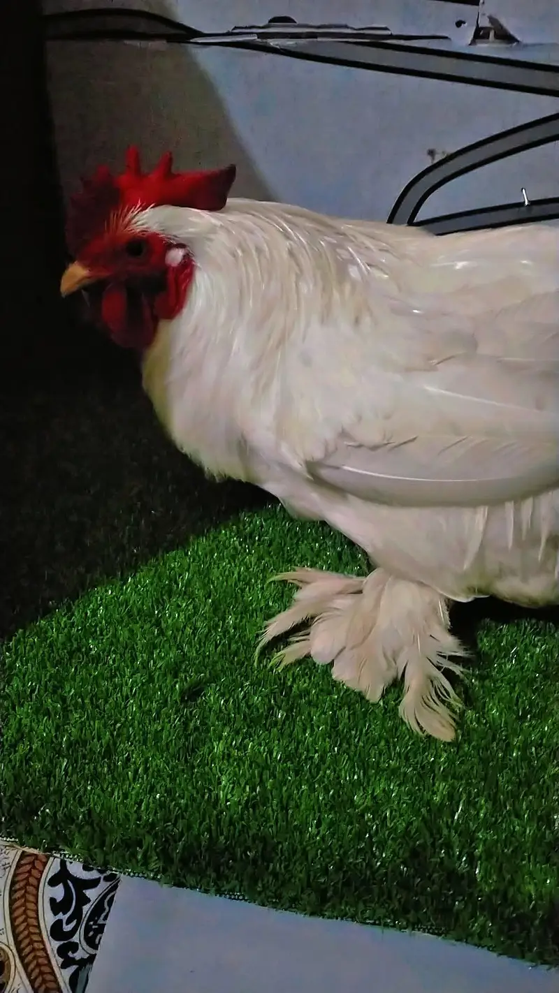 Pure Bantam Male Breeder Bantam — photo 3