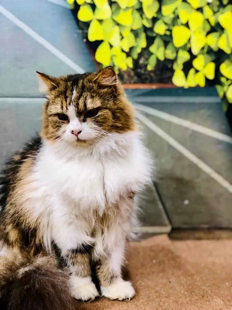 Persian cat and kitten punch face triple coated — photo 9