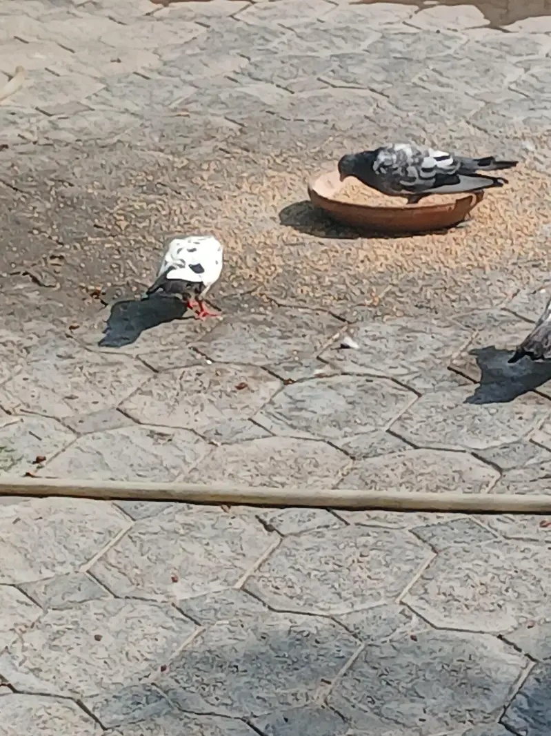 03275044401 — photo 2
