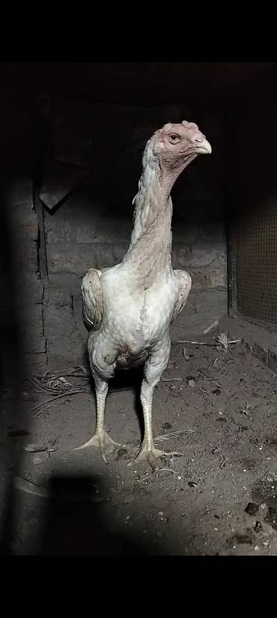 king size/shamo /high quality/white shamo/pure aseel shamo chicks
