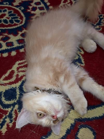 persian cat for sell ginger colour
