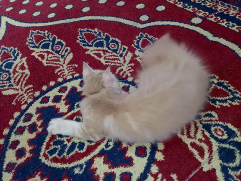persian cat for sell ginger colour — photo 2