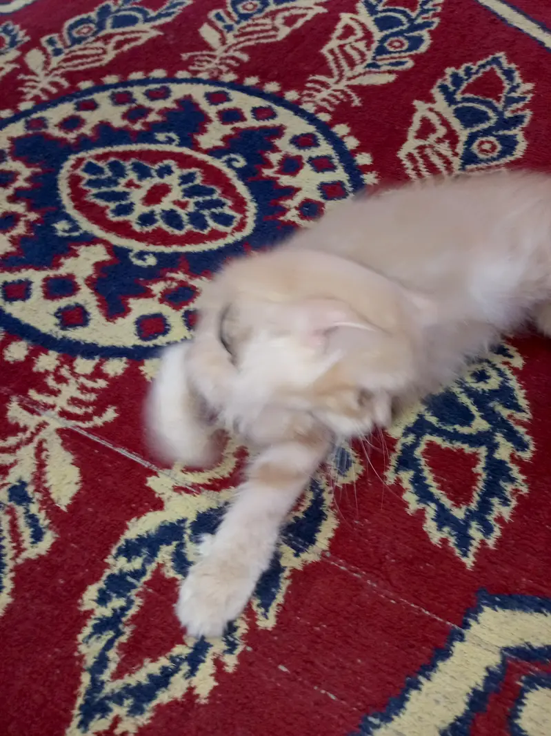 persian cat for sell ginger colour — photo 3