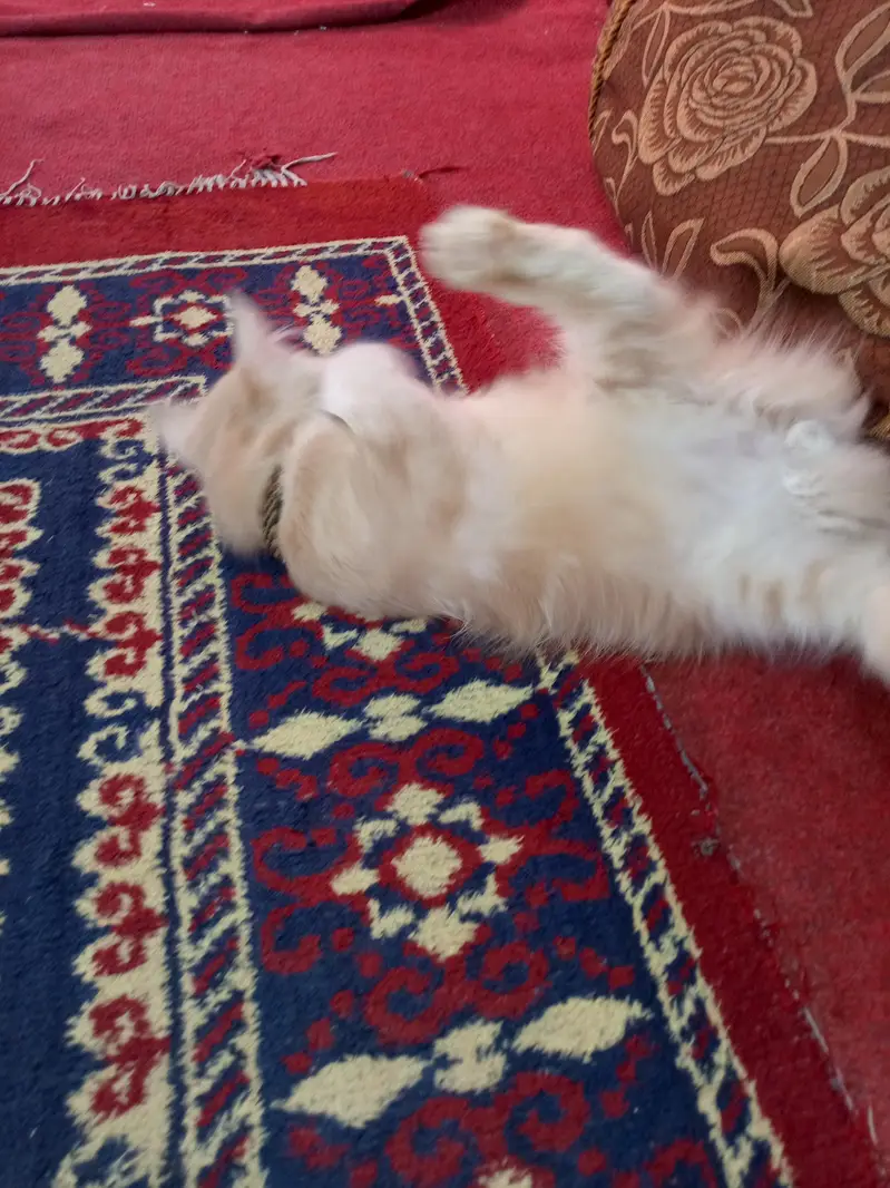 persian cat for sell ginger colour — photo 4