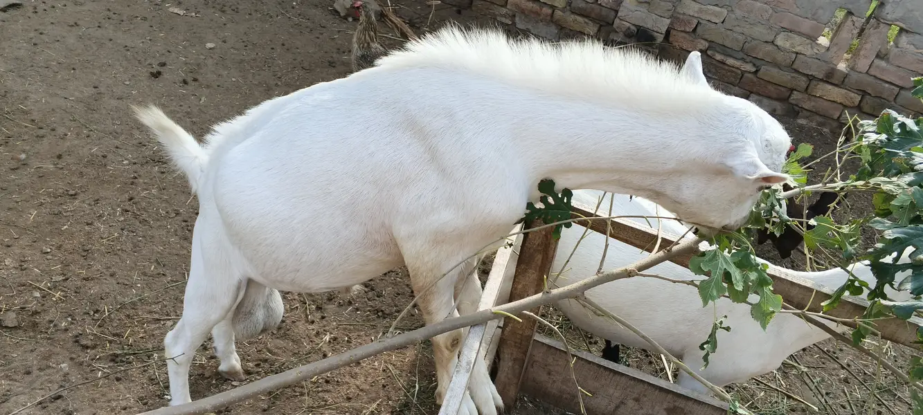 Pure Teddy breeder — photo 4
