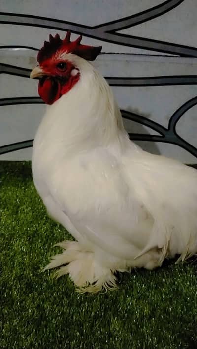 Pure Bantam Male Breeder Bantam Male