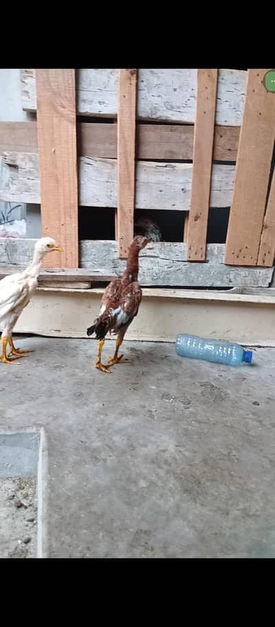 Aseel chicks
