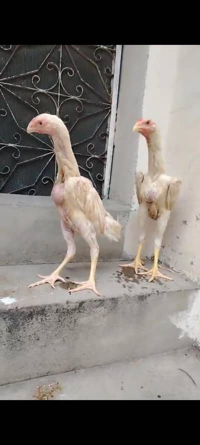 king size/shamo /high quality/white shamo/pure aseel shamo chicks