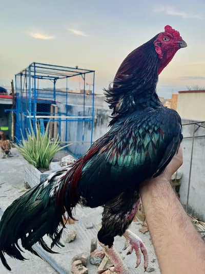 Aseel hen pair