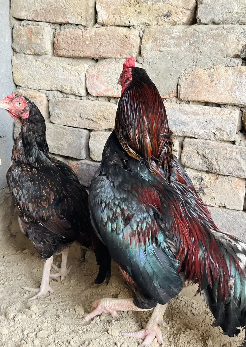 Aseel hen pair — photo 2
