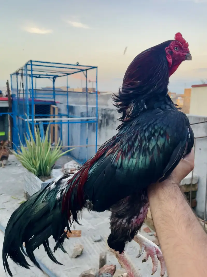 Aseel hen pair — photo 3