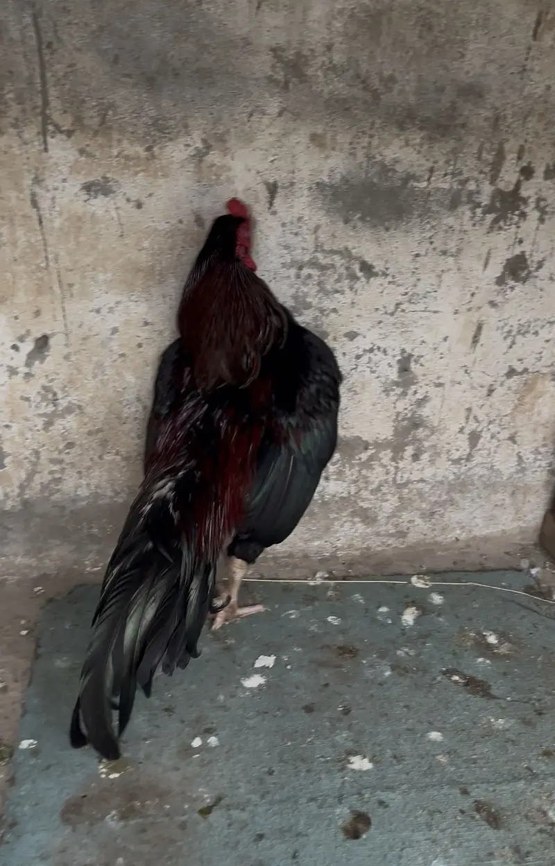 Aseel hen pair — photo 4