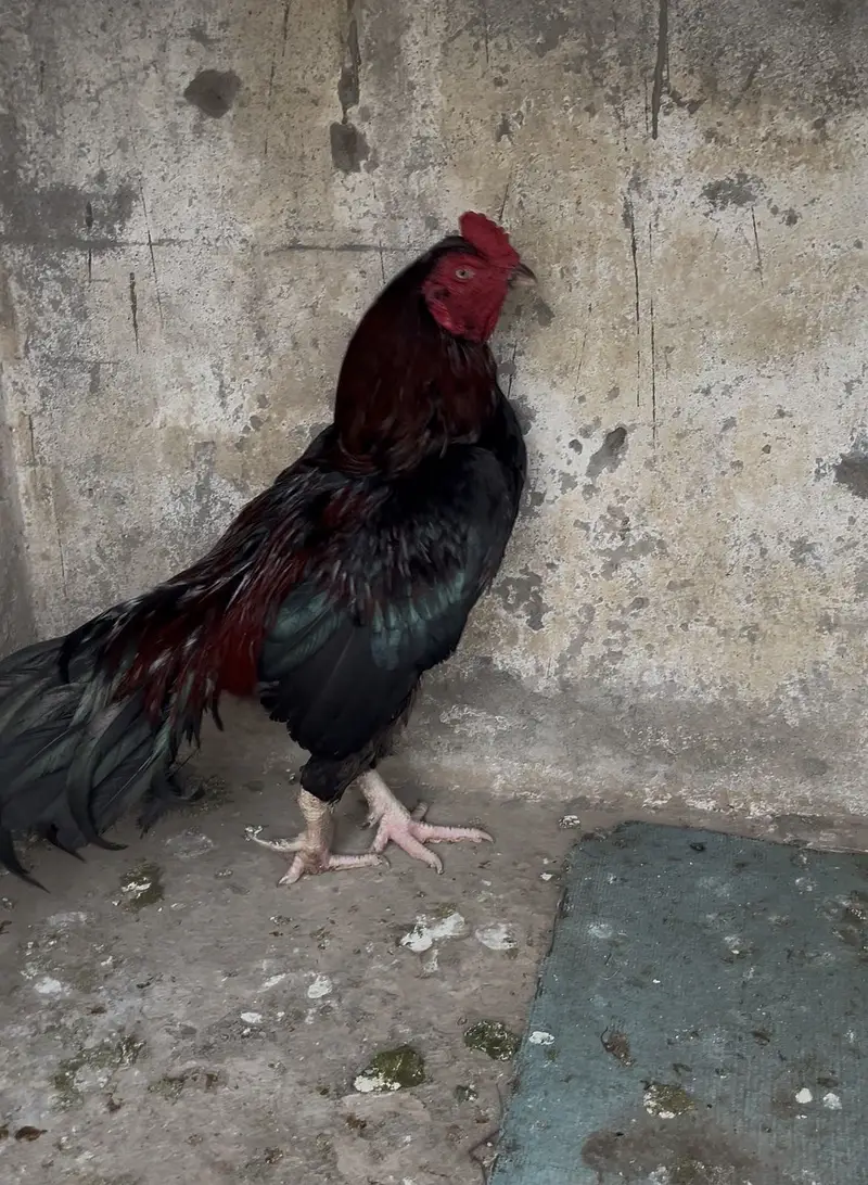 Aseel hen pair — photo 5