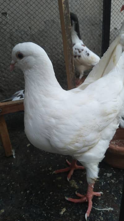 Fancy Birds for Sale