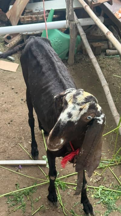 Goat Sale  with two male kids Age 5 months