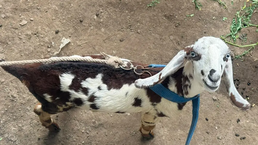 Goat Sale  with two male kids Age 5 months — photo 2