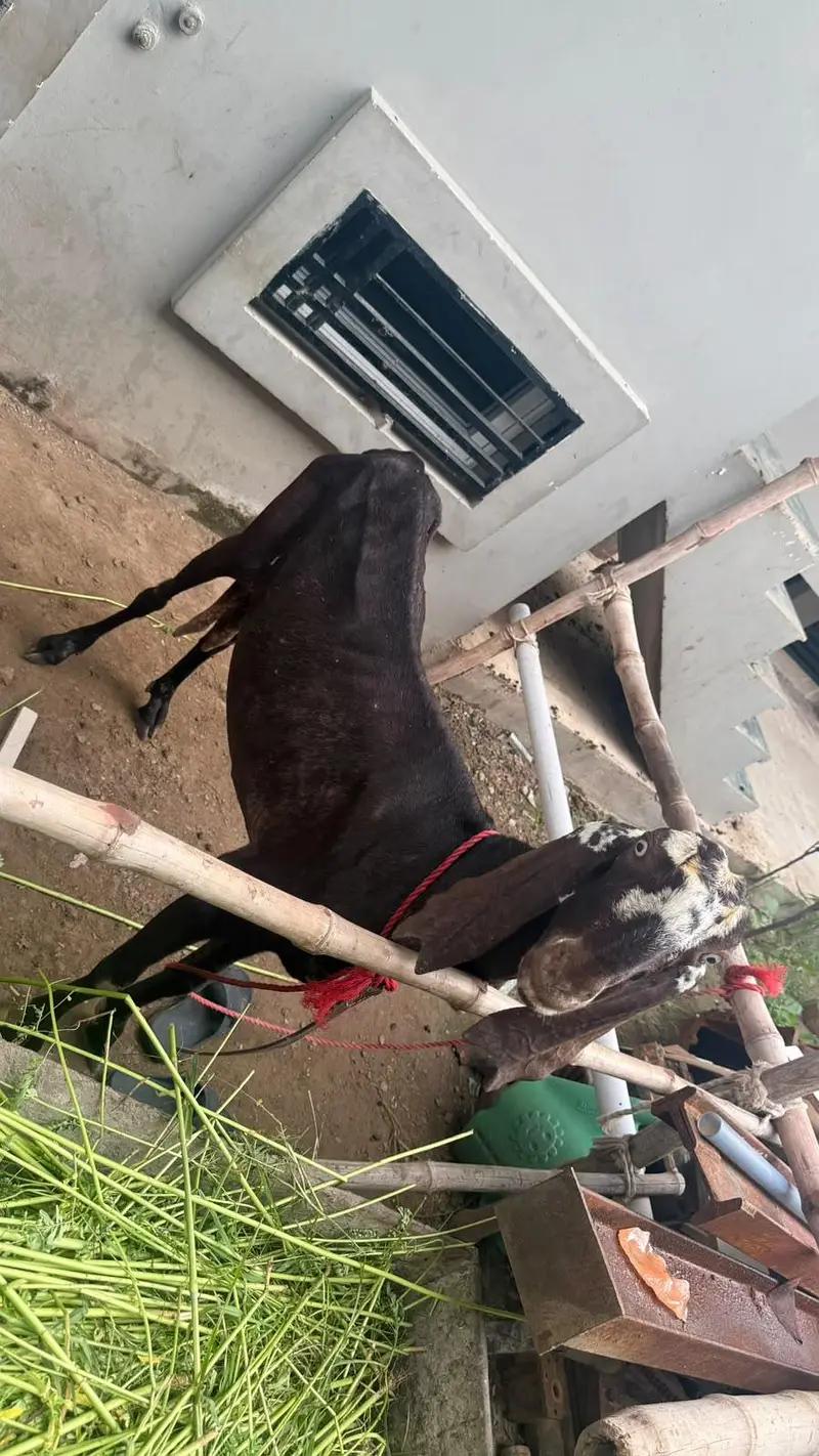 Goat Sale  with two male kids Age 5 months — photo 4